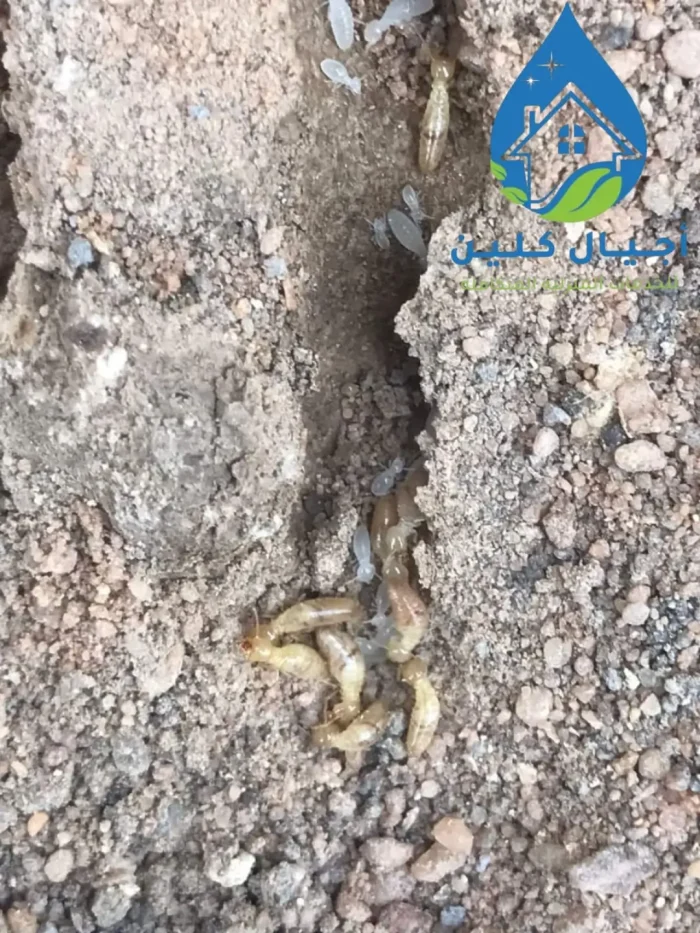 مكافحة النمل الابيض